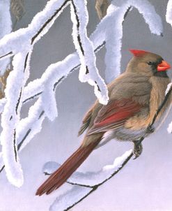 Winter Lady – Cardinal