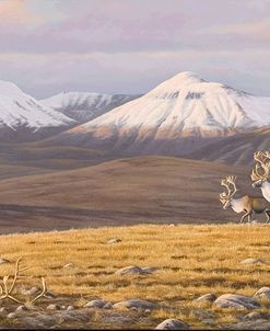 Time Passages Mountain Caribou