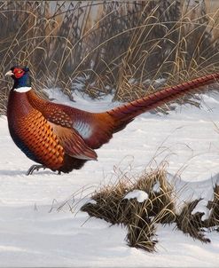 Winter Walk Pheasant