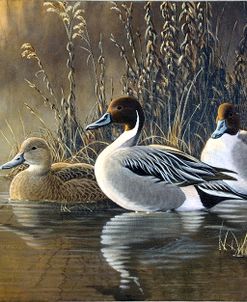 Pintail Trios