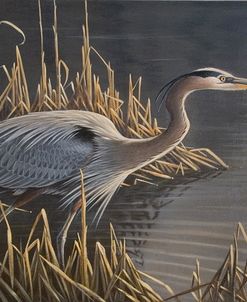 Stalking The Edge – Heron