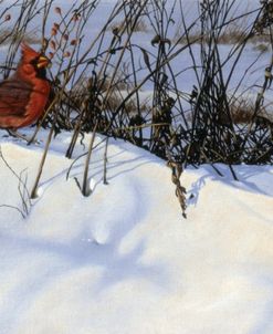 Winter Cardinal