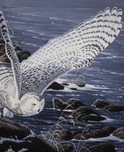 Winter Shore – Snowy Owl