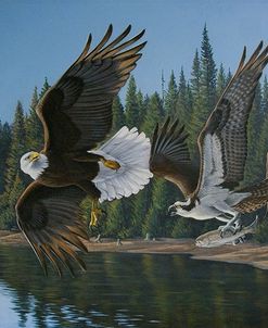 Eagle Osprey