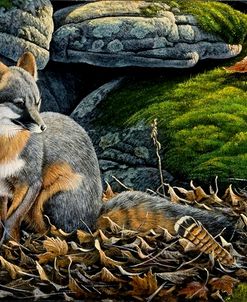 Grey Fox