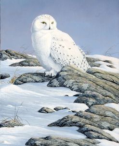 Snowy Owl