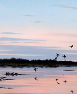 Sunset March Black Ducks