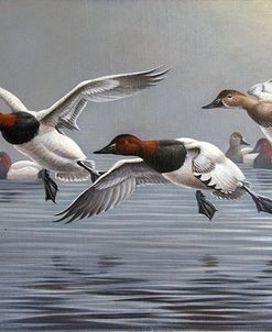 Canvasbacks Coming In