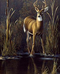 Whitetail Buck