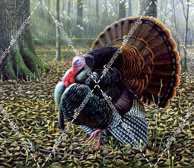 The King Of Spring – Wild Turkey