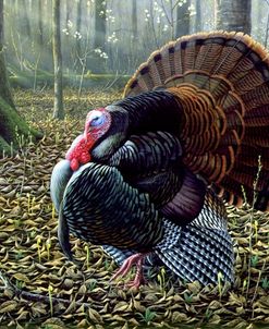 The King Of Spring – Wild Turkey