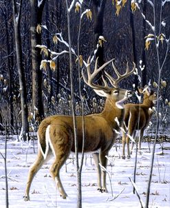 In His Prime – Whitetail