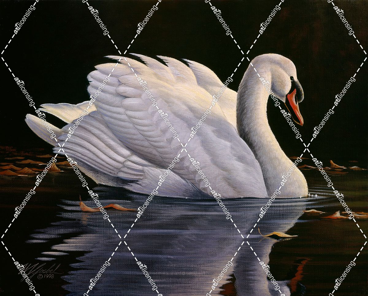 Reflection – Mute Swan