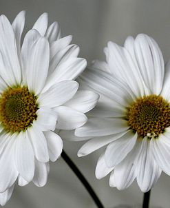 Don’t eat Daisies II