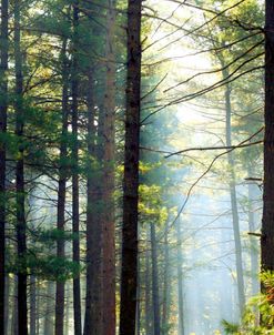 Shrouded Forest II