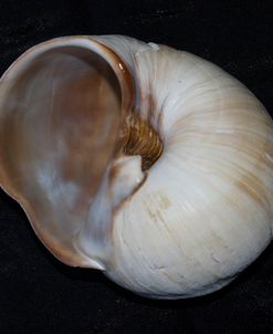 Moonsnail III