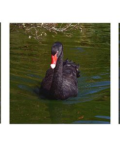 Black Swan Trio