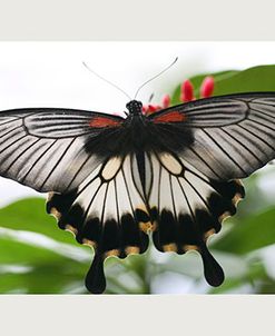 Butterfly Trio