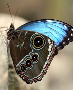 Blue Butterfly Color