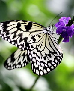 BW Butterly Purple Flower Color