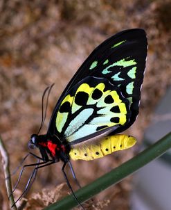 Bright Colors Butterfly