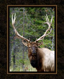 Large Elk