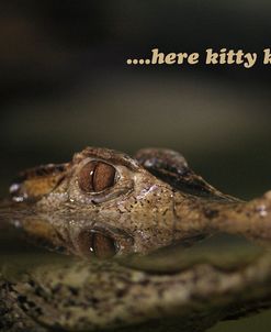 Here Kitty Gator