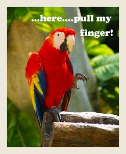 Parrot II with Words