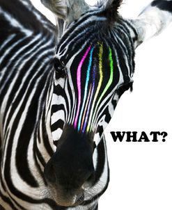 Zebra Colors