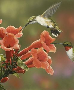 Hummingbirds and Trumpet Flowers
