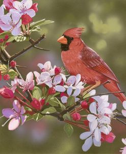 Cardinal with Apple Blossoms