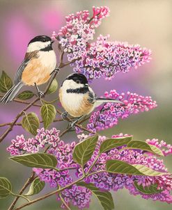 Lilacs and Chickadees