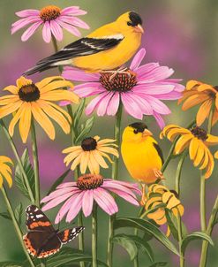 Golden Finches