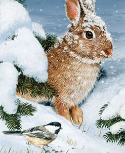 Winter Cottontail And Friend