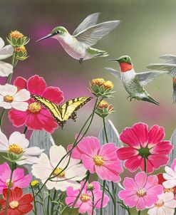 Cosmos and Hummingbirds