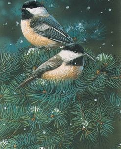 Chickadees