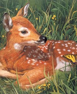 Fawn