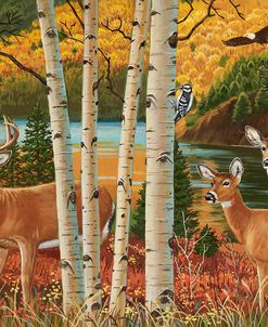 Autumn Whitetail Deer