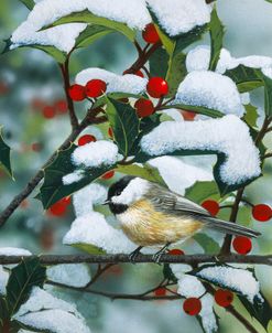 Chickadees And Holly Branch