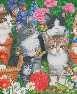 Backyard Kitten Cuties