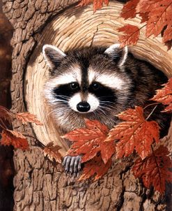 Raccoon