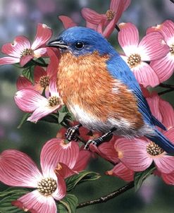 Bluebird/Pink Dogwood