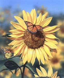 Sunflower/Butterflies