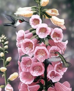 Hummingbirds – Foxgloves