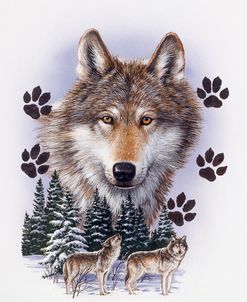 Wolf Montage/ Winter
