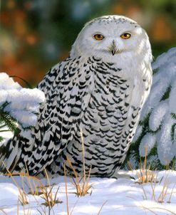 Snowy Owl