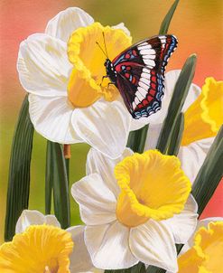 Daffodils & Butterfly