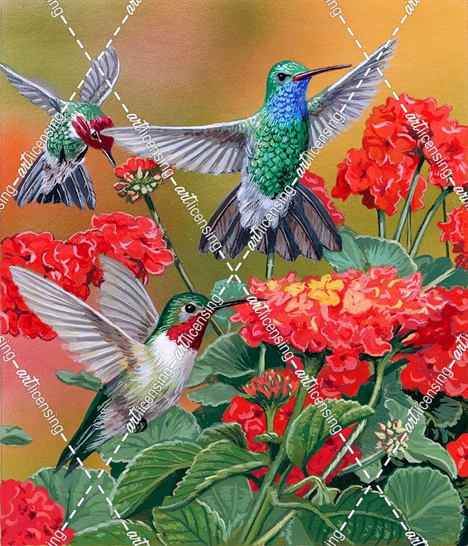 Hummingbirds & Flowers