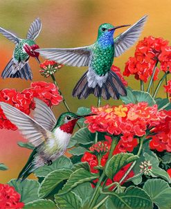 Hummingbirds & Flowers