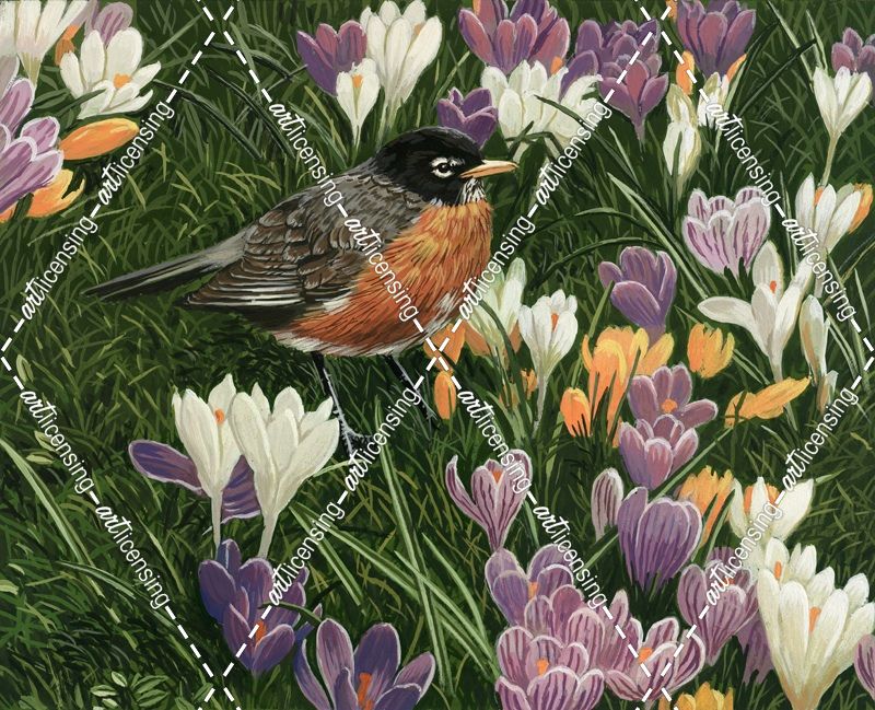 Springtime Robin With Crocus
